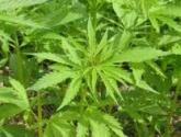 5 Easy Tips To Make Bhang At Home For Holi